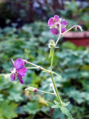 Geranium pratense