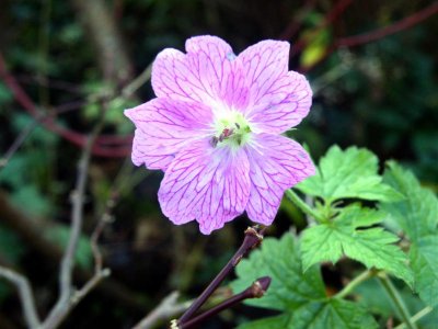 Geranium