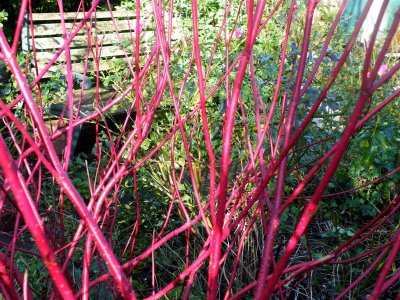 Cornus