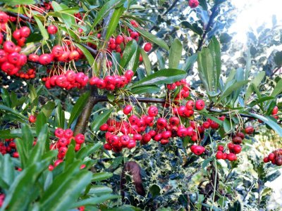Pyracanthus and ilex