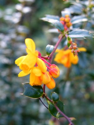 Berberis