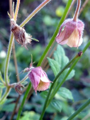 Geum rivale