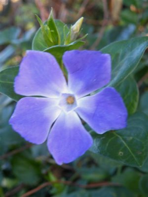 Vinca major