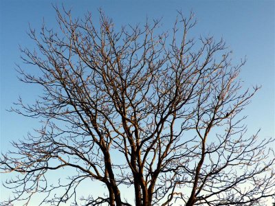 Tree of heaven