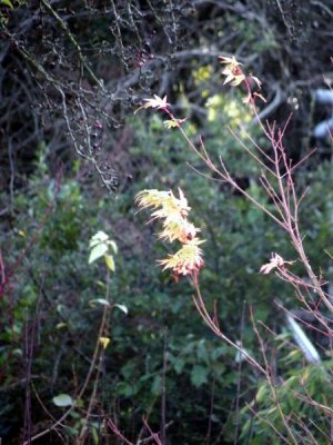 Few acer leaves remaining