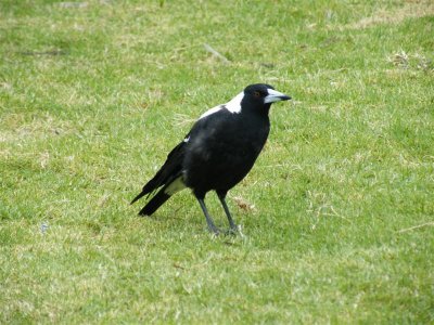 Australian magpie