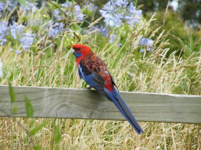 Crimson rosella at Arthur's Seat