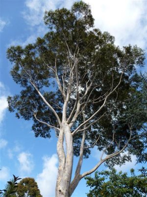 Gum tree in Marianne and Eugene's garden (Medium).JPG