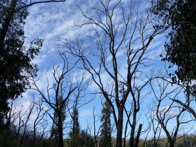 Survivors of the Kinglake bush fires