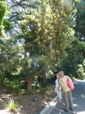 Royal Botanic Gardens, Melbourne