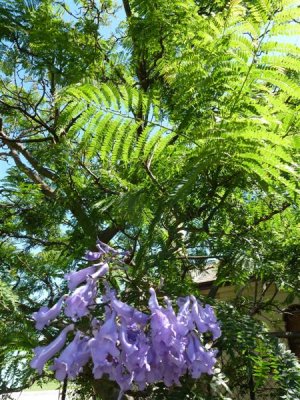 Royal Botanic Gardens, Melbourne