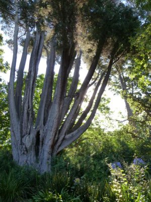 Royal Botanic Gardens, Melbourne