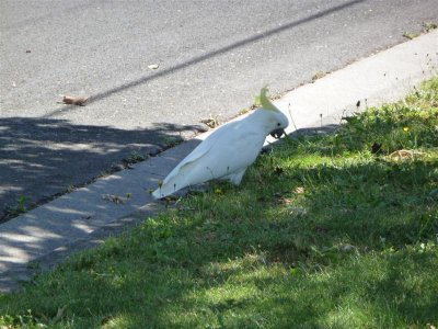 Sulphur-crested cockatoo on nature strip, Lower Templestowe