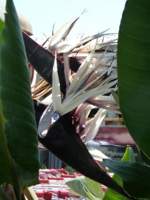 Strelitzia nicolai at Safeway, Melbourne