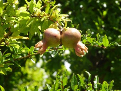 Pomegranates