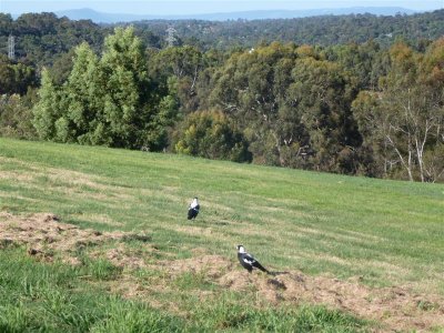 More magpies