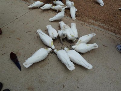 Sulphur-crested cockatoos at Grants, Kallista