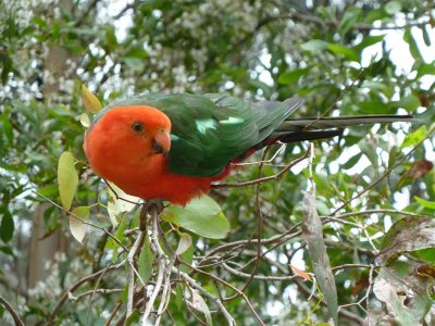 Australian king parrot at Grants, Kallista