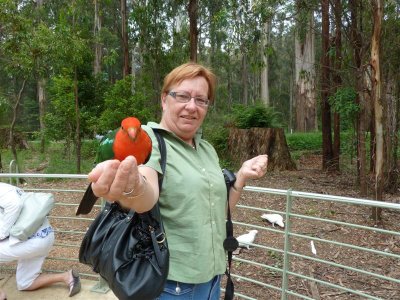 Marianne with Australian king parrot at Grants, Kallista