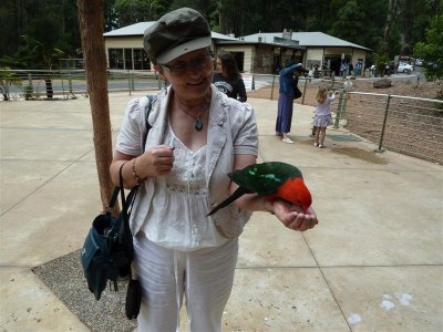 Elaine with Australian king parrot at Grants, Kallista