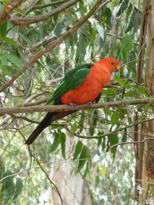 Australian king parrot at Grants, Kallista