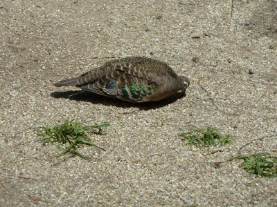 Common bronzewing pigeon, Healesville Sanctuary