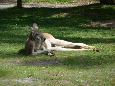 Relaxation mode - Healesville Sanctuary