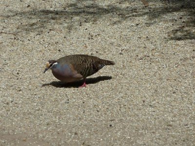 Front end of common bronzewing pigeonHealesville Sanctuary