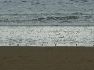 Oystercatchers foraging