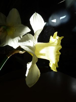 Brecon Cathedral daffodil