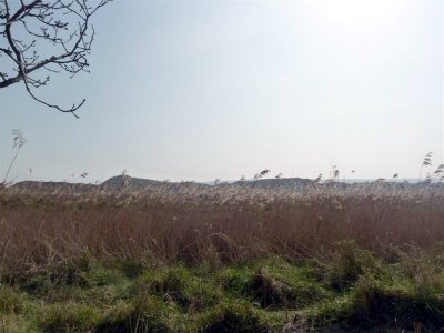 Oxwich marsh