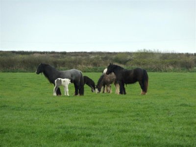 Watching us in their field