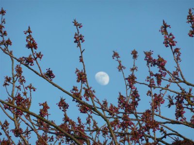 Next door's cherry tree in bud