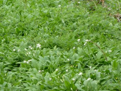 Ramsons and cleavers intermingling
