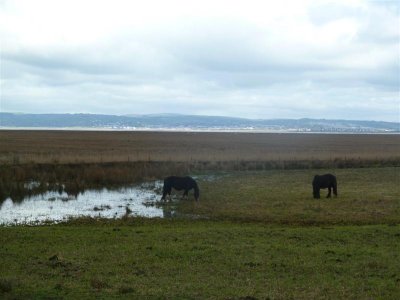 Llanrhidian marsh ponies