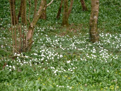 Wood anemones