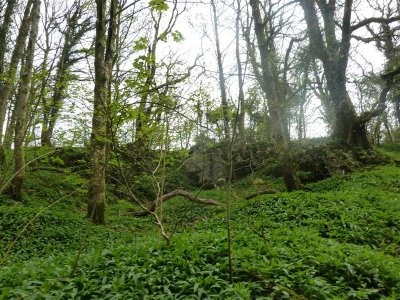 And more ramsons