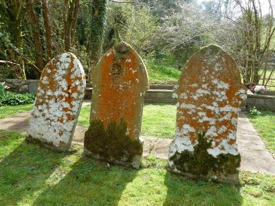 Fantastic lichen at St Illtyd's church, Ilston