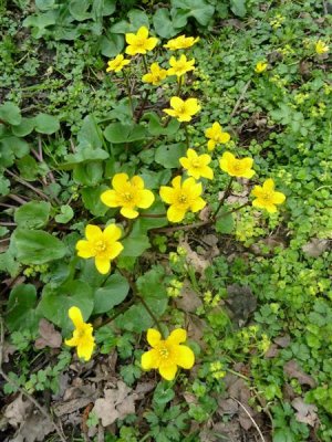 Marsh marigolds