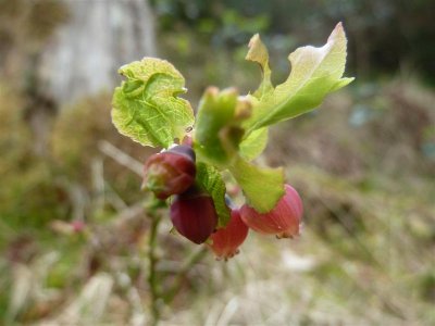 Bilberry