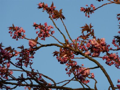 Cherry in bud in evening light