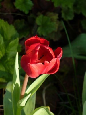 Perfect tulip