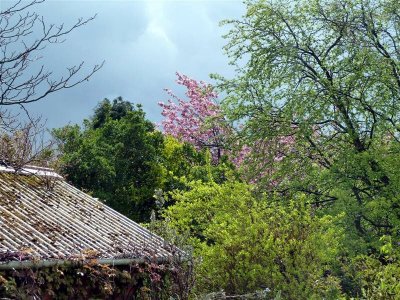 Neighbour's trees