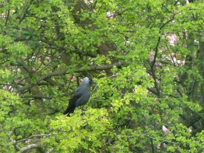 Dark visitor in our hawthorn