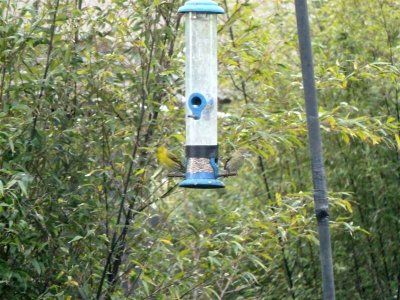 Visiting siskins