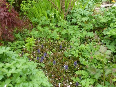 Ground cover doing as it should