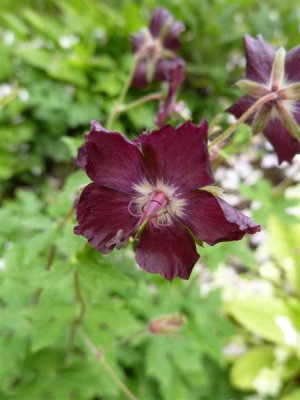 You can't have too many geranium photos :-)