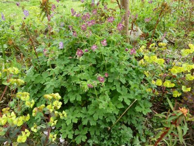 Geraniums and euphorbias