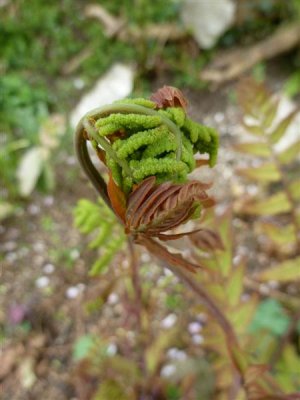 Fern unfolding