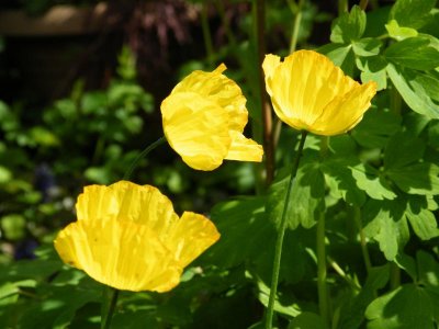 Welsh poppies